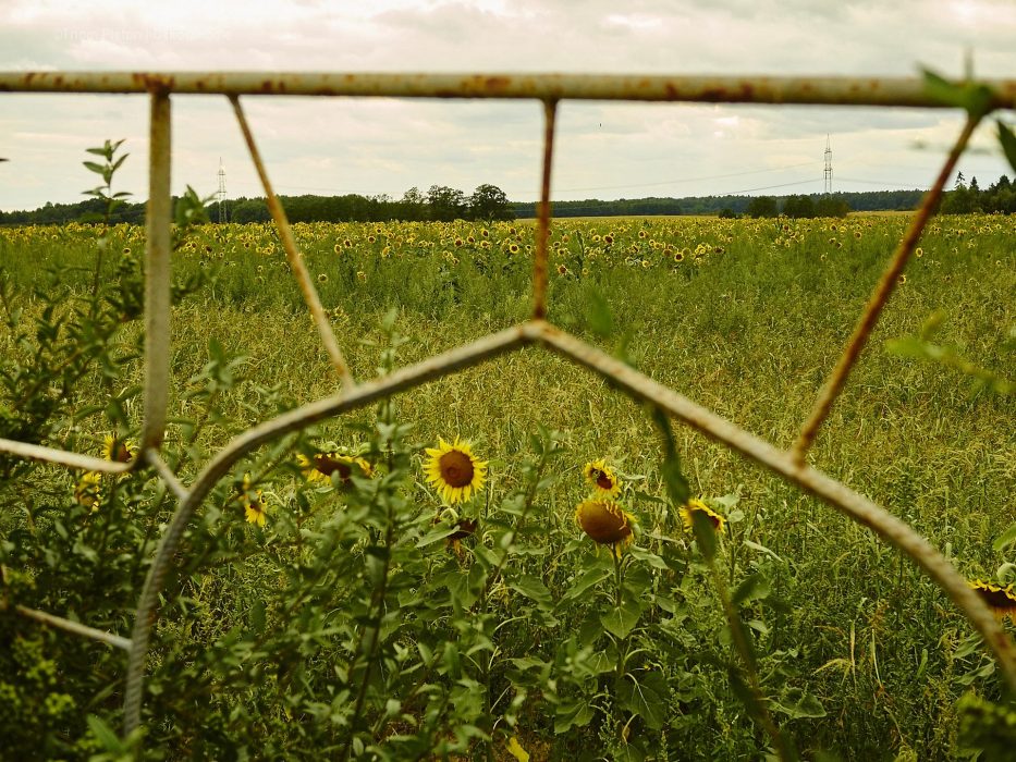 sonnenblumenfeld in Brandenburg