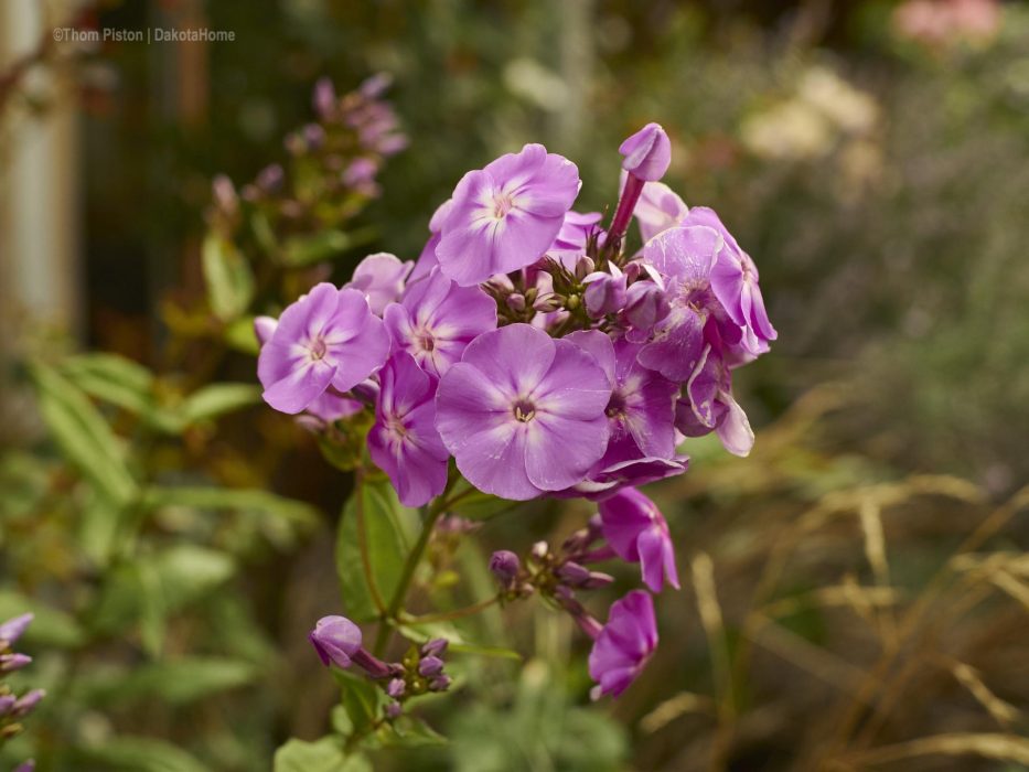 Blumen in Brandenburg