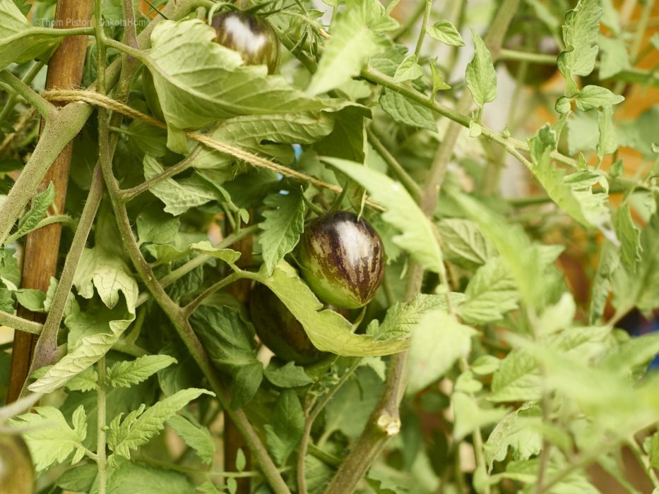 Grüne Tomaten in Brandenburg