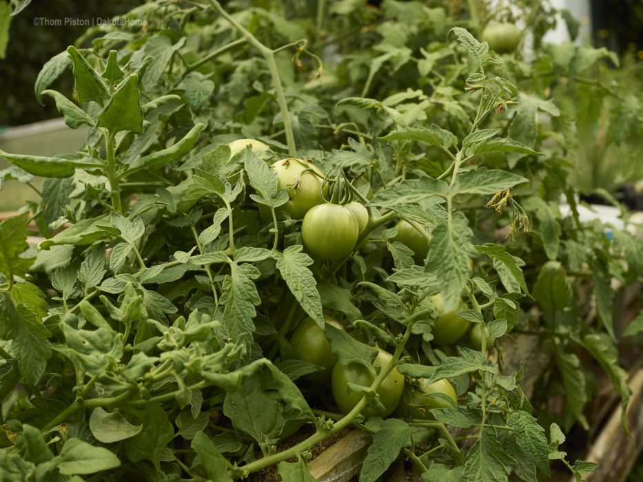 Hochbeet Tomaten