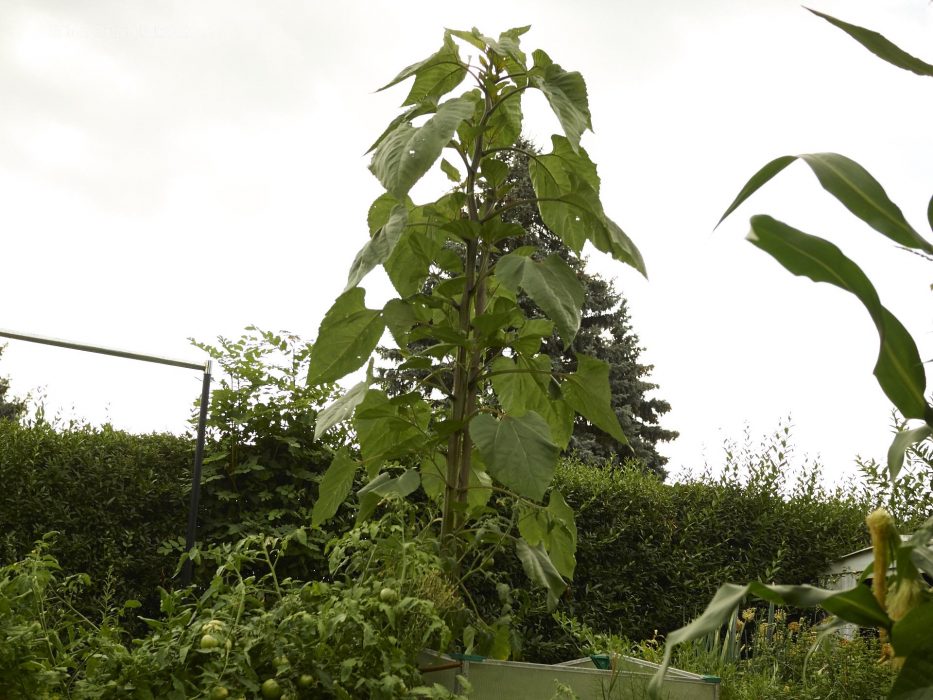 Die Sonnenblume sucht die Sonne in 3 Metern Höhe