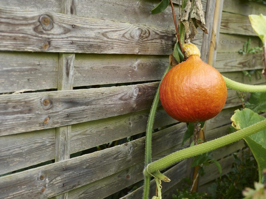 Brandenburger Garten Kürbis