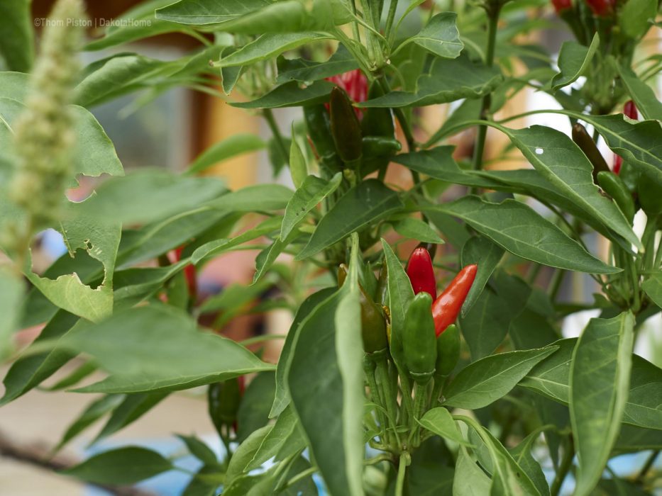 chilis im Garten