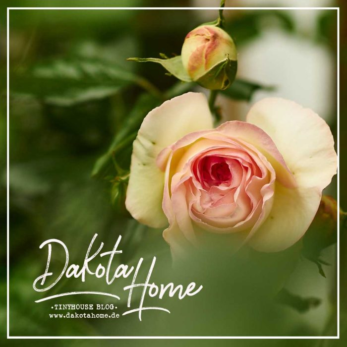 Rosen-am-dakota-home