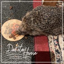 ein Igel zu Besuch im Tiny House Dakota Home