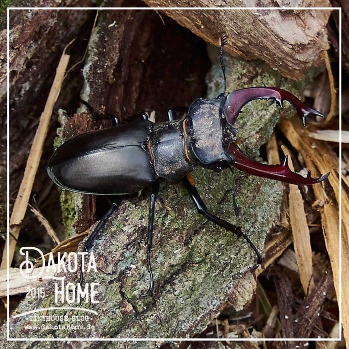 Hirschkäfer-Lucanus-cervus
