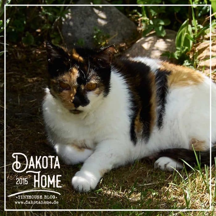 garten-katze