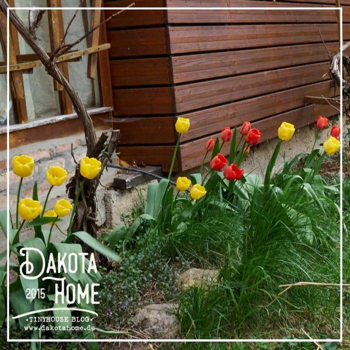 Tulpen-im-garten