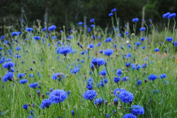 Vårkurs, snittblomdyrking 5. april - Bilde 6