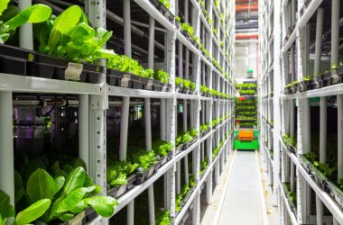 Vertikal farming - automationsløsninger for små virksomheder