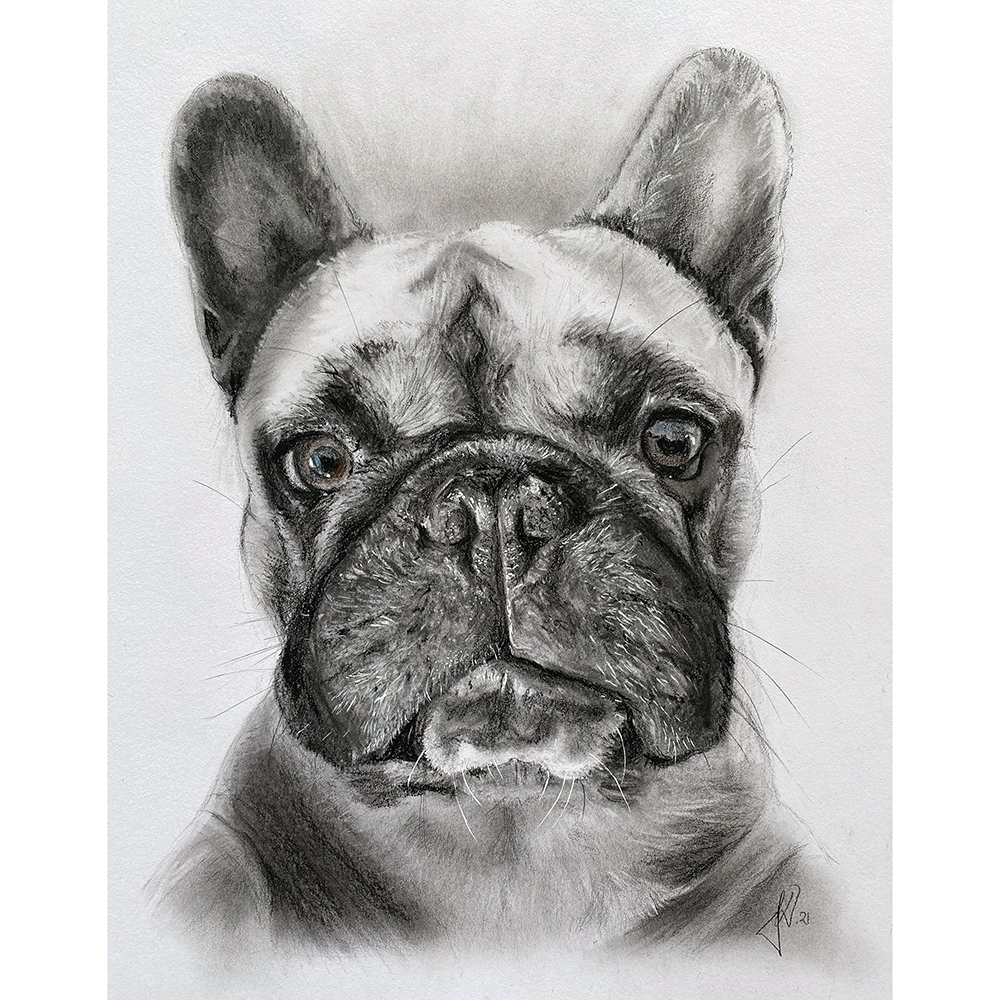 hundeportraet-tegning-fransk-bulldog-portraettegner-portraettegning
