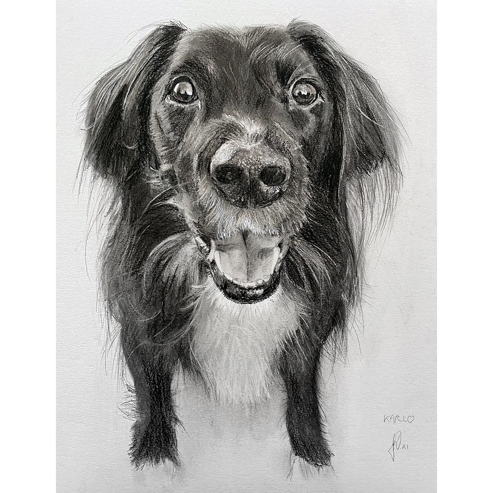 portraettegner-hundeportraet-hundetegning-karlo