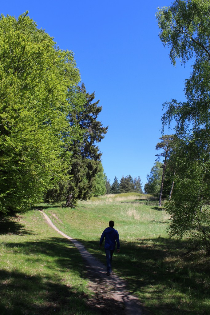 Enebærdalen med 2 bronzealdergravhøje i billedets baggrund. Tisvildehegn . Foto den 15. maj 2015 af Erik K Abrahamsen