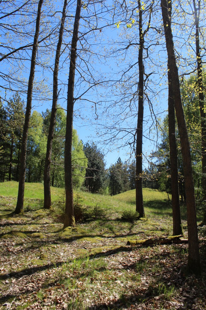 Enebærdalen i Tisvild Hegn. 2 bronzealder gravhøje fra ca. 1500 f.Kr. Foto den 15. maj 2015 af Erik K Abrahamsen