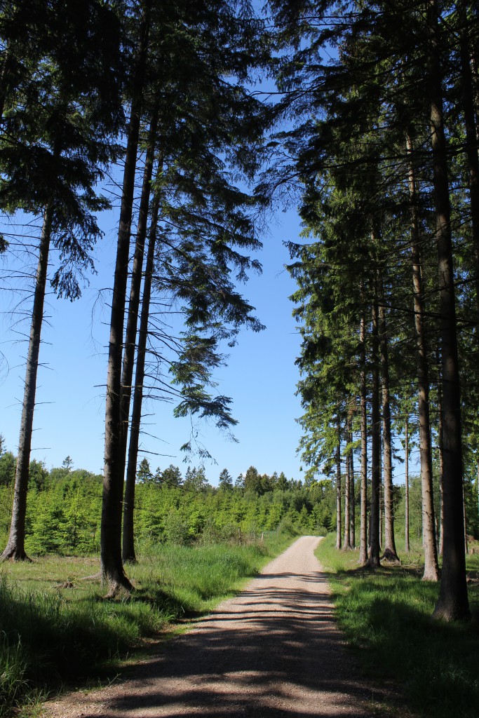 Enghavevej, Gribskov, Nordsjælland. PÅ vejen i retning øst mod Store Gribsø. Foto den 9. juni 2015 af Erik K Abrahamsen