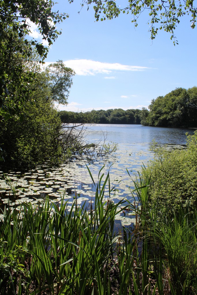 Gribsø, Gribskov i Nordsjælland. Foto i retning syd den 9. juni 2015 af Erik K Abrahamsen