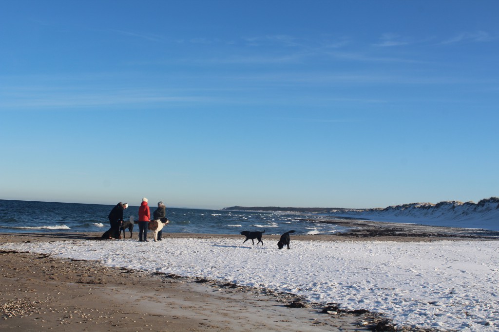 Liseleje Beach at Kattegat Coast. People with their dogs. Photo in direction esat