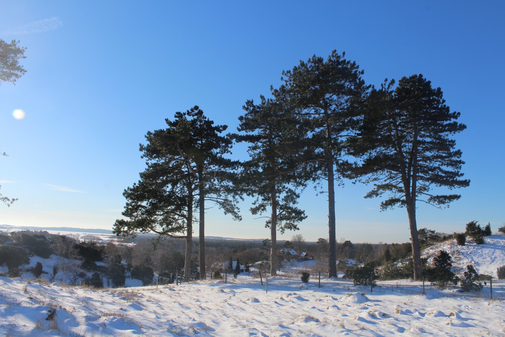 Tibirke Bakker. View in direction west to Arresø, North