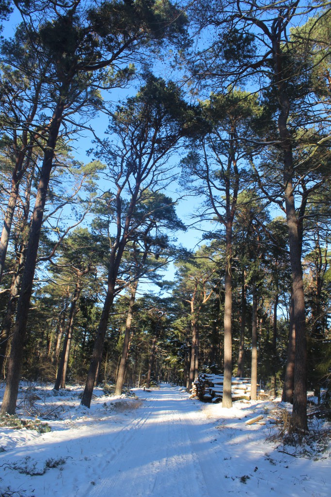 Tisvilde Hegn. View in direction east on the beach Road(Strandvejen) be