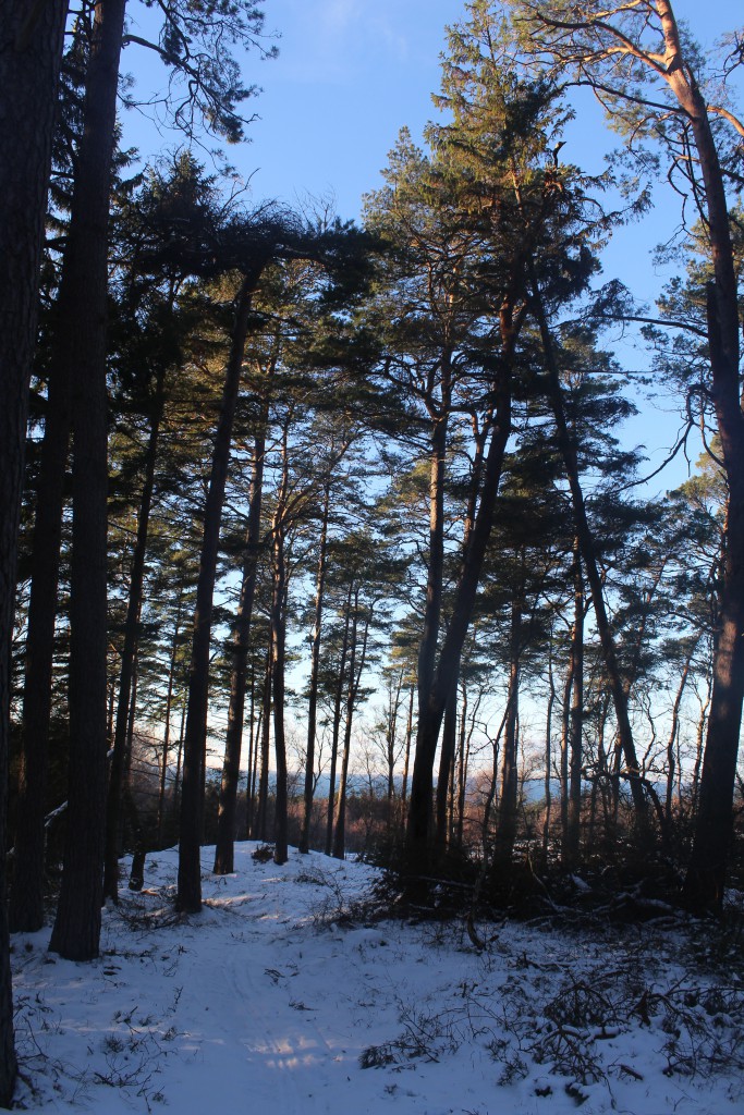 Tisvilde Hegn at "Harehøje" burial mounds. Photo in direction north to Katte