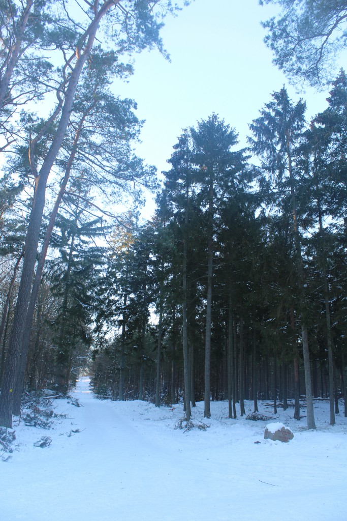 Road "LEJEVEJ" leads back to parking place at Asserbo Castle Ruin. View in direction west about 3.45 the 21. january 2016 by erik K Abrahamsen.