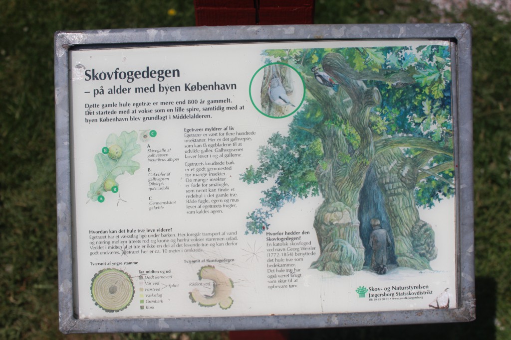 Plate telling the story of the 800 years old oak at Bellevue Beach complex. Photo 4. june 2016 by erik K Abrahamsen.