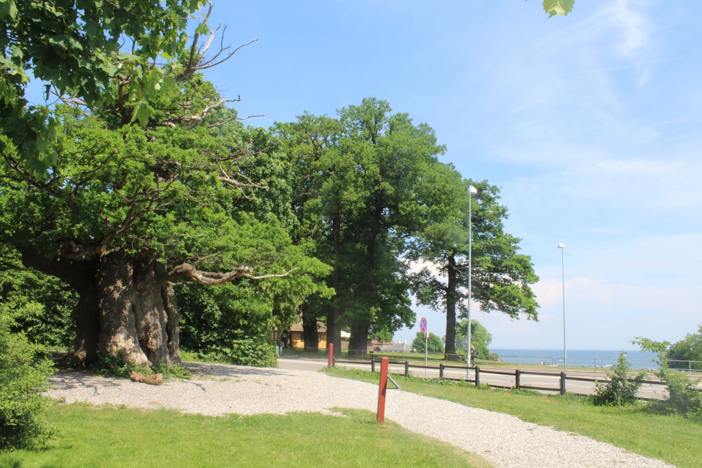 800 years old tree only 50 meter from Bellevue beach on Strandvejen and entrance of deep ark "Dyrehaven". Photo in direction east to Bellavue Beach and Oeresund 4. june 2016 by Erik K Abrahanse.