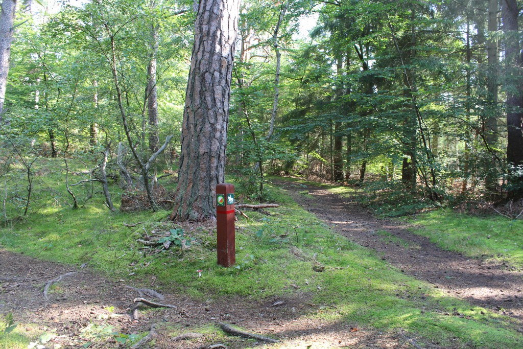 Afmærkning af stier i skoven - idag er stier tørre og giver et godt fast underlag der er perfekt til mountainbike. Foto den 10. september 2016 nær Skov