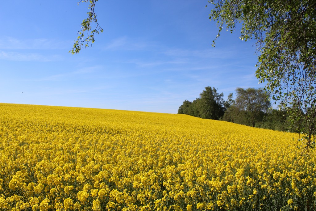 Nabo mark til Hul 3 ´s farway. Foto den 21. maj 2017 af Erik K Abrahamsen