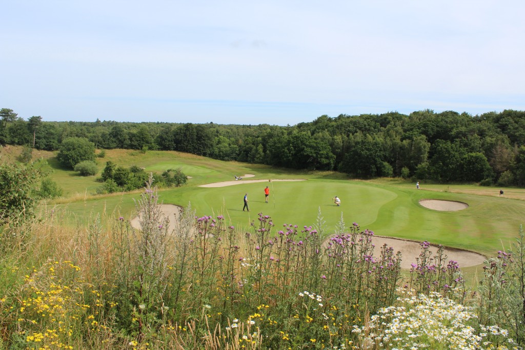 Hul 8, par 4,gul 290m, rød 238 m. Putting. Hul 16 ses i baggrunden . Foto i retning nod den 10. juli 2017 af Erik K Abrahamsen.