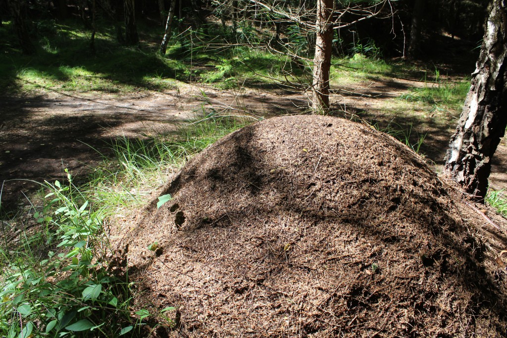 Myretue i Tisvilde Hegn