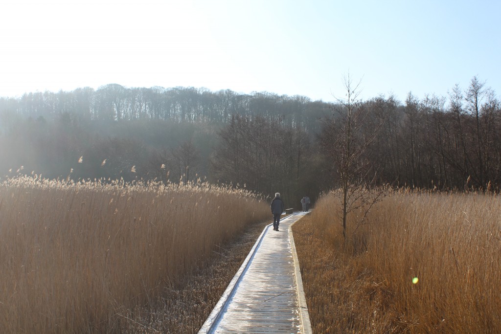 Arresø Lake. Walk bridge connecting view loin installation and seashore at Frederiksdak Forest.