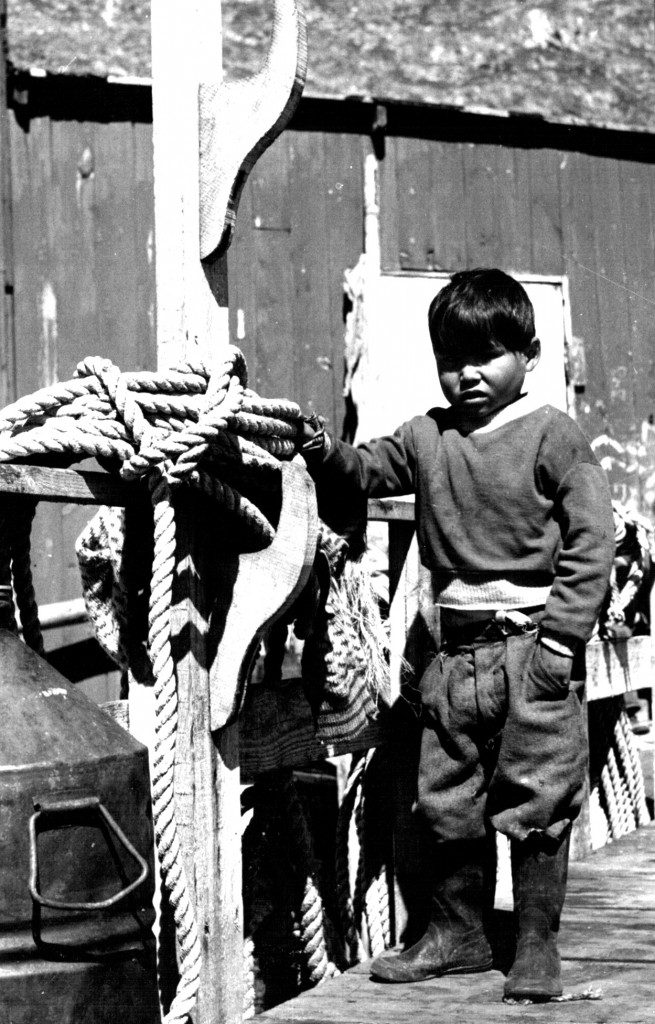 Arsuk. Grønlandsk dren. Foto 1961.