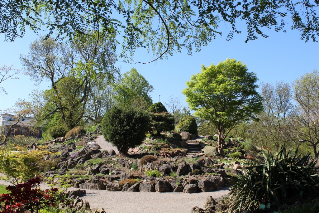 Botanical Garden - view to Rock Garden with alpine plants. Photo 9. may 2018 by Erik K Abrahamsen.