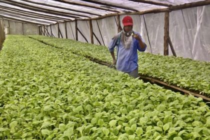 Graduate Intern Seed Production