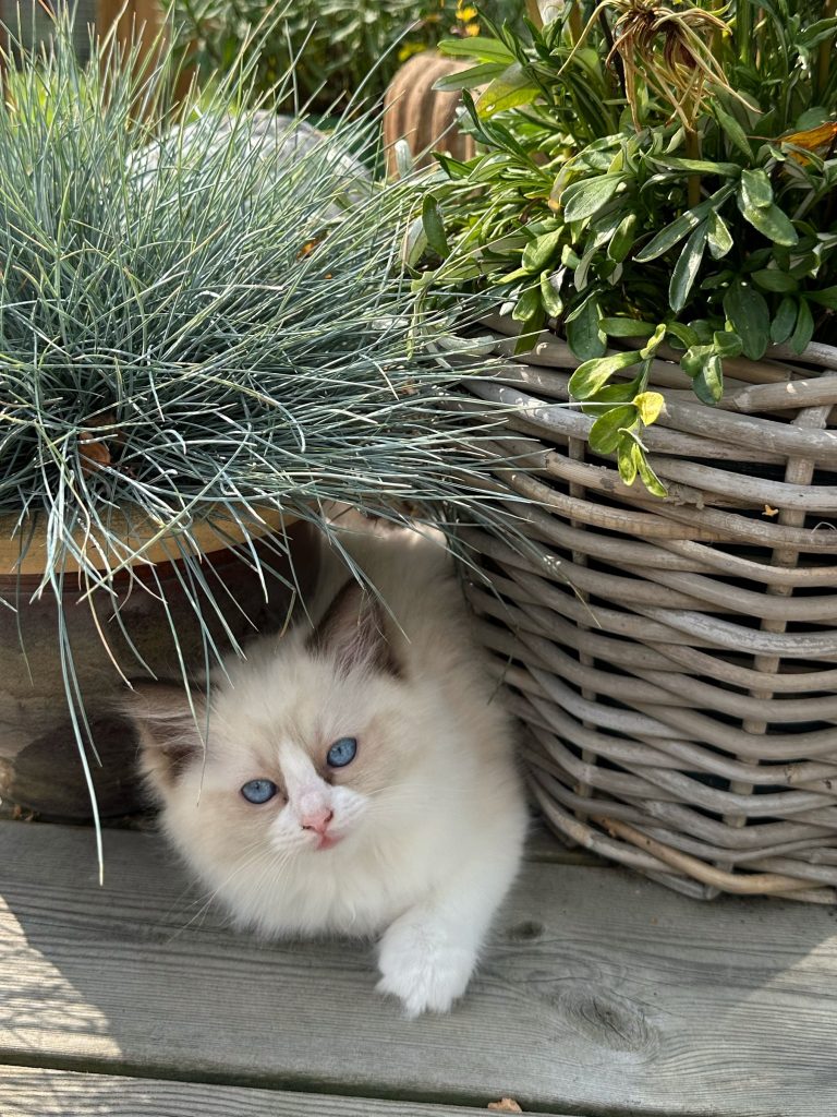 Ragdoll killing: Dane End Californian Beach Boy