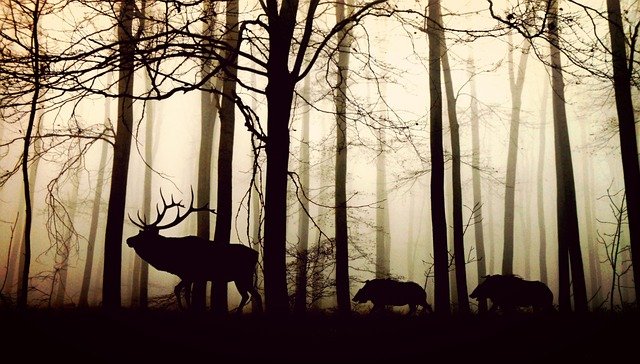 Tieres des Waldes
