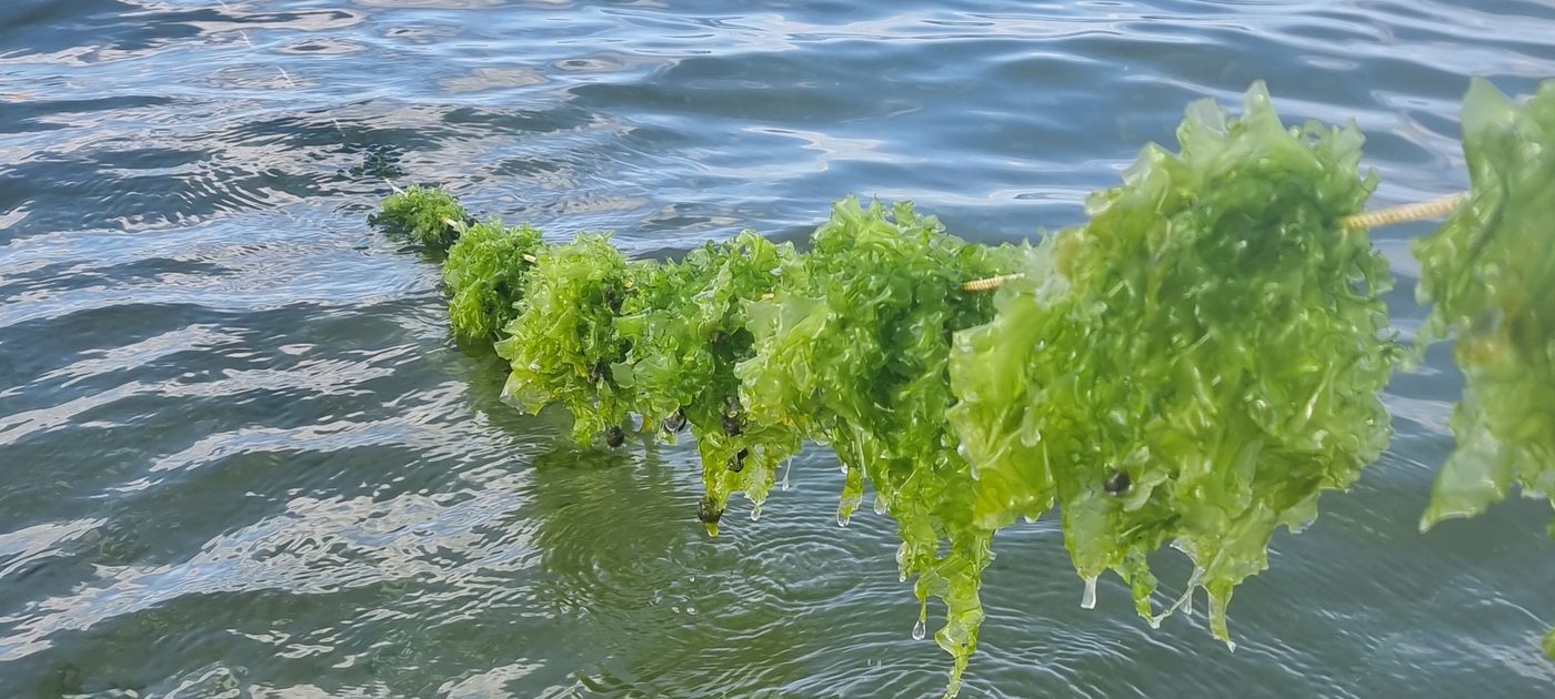 Sea lettuce growing on a seeded cultivation line in Danish waters