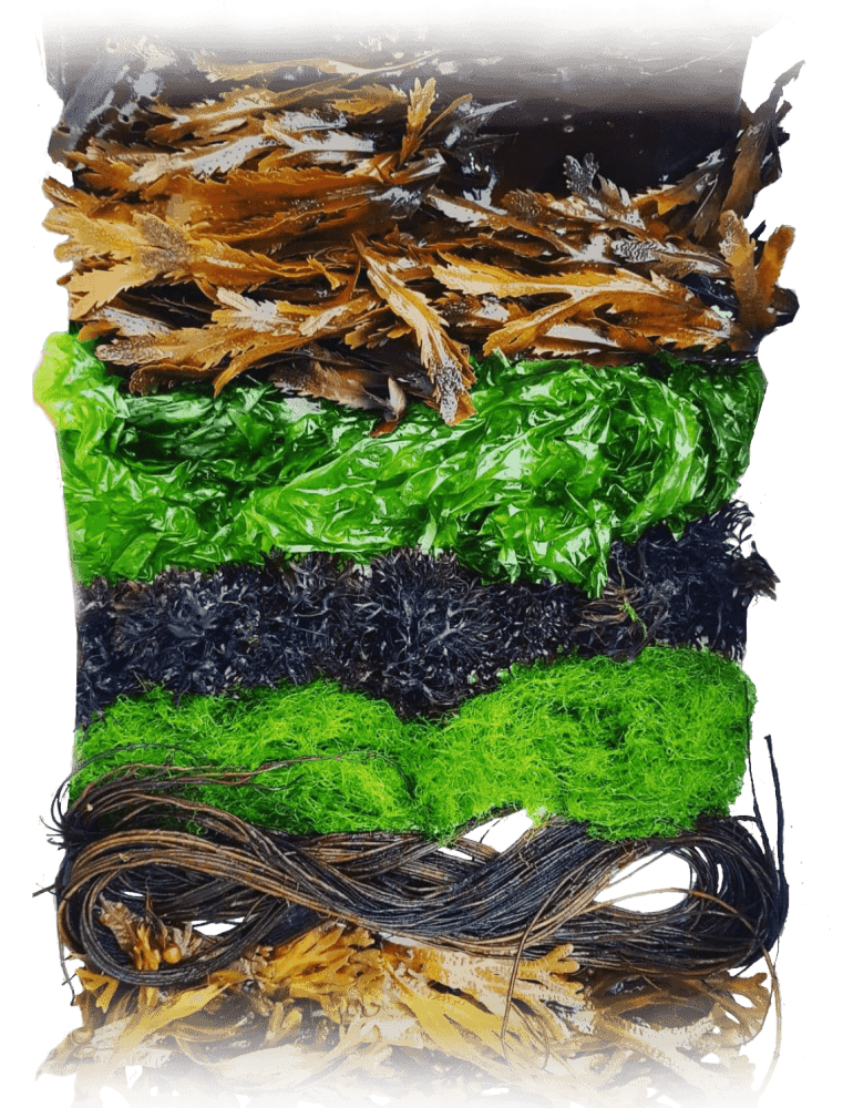 kinds of seaweed to eat