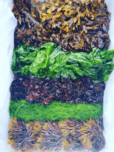 Seaweed box