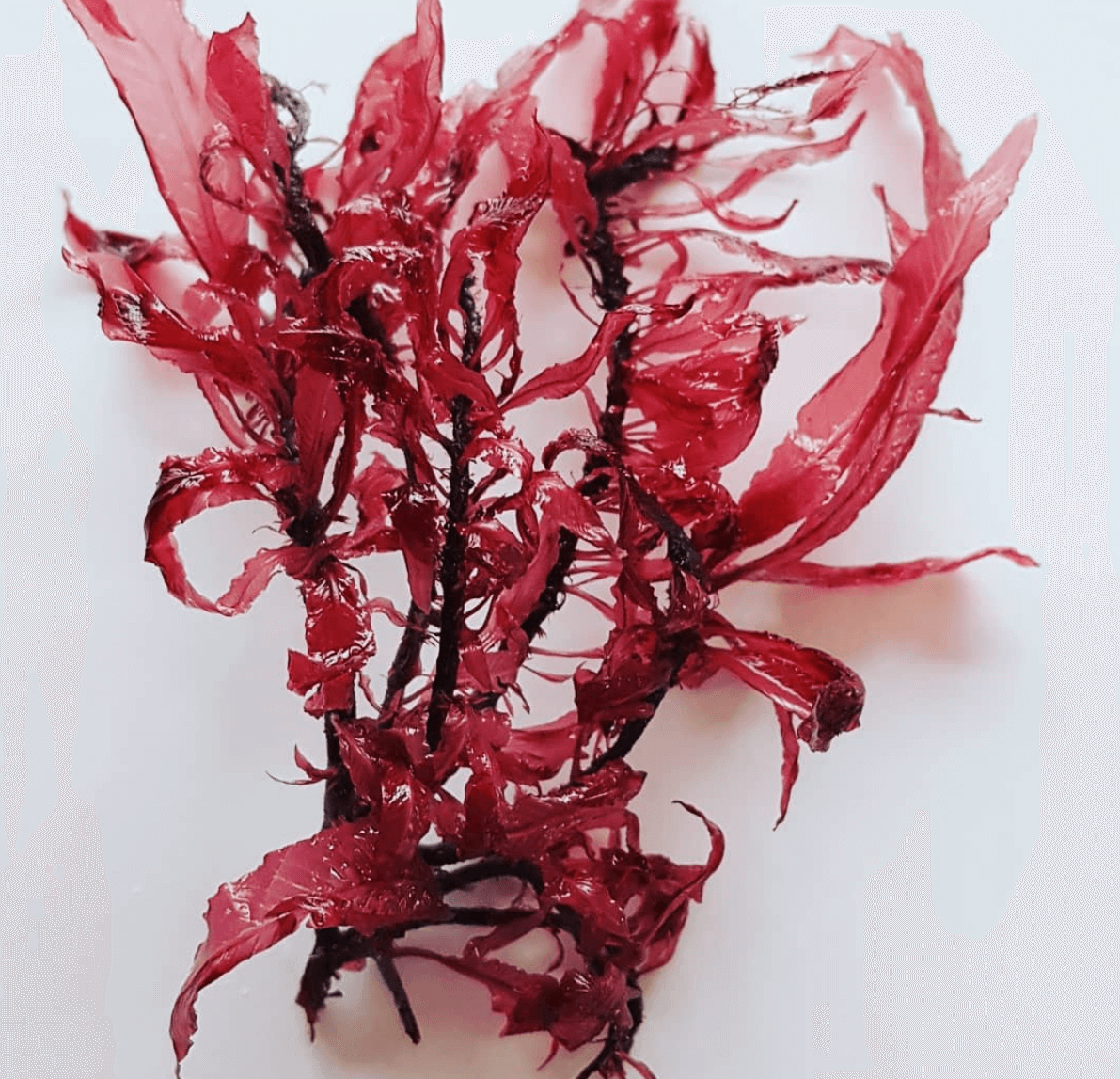 dried red seaweed