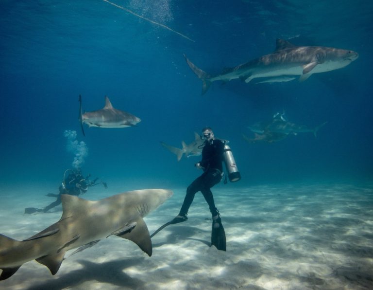 Big Shark Dive i Kattegatcentret I Akvarier i Danmark