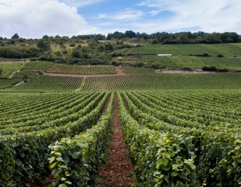 Oplev en dansk vingård hos Lindely Vingård