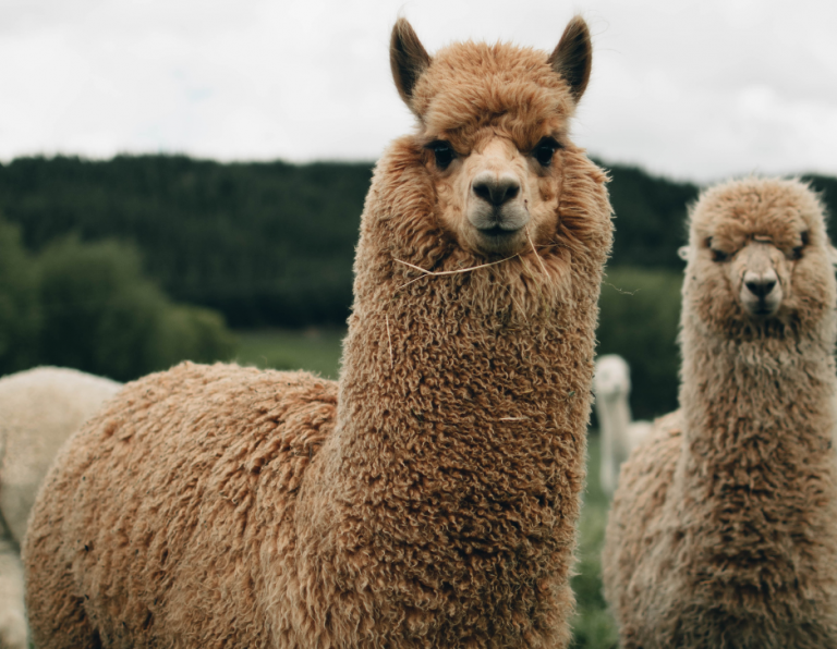 Besøg i Alpacapark