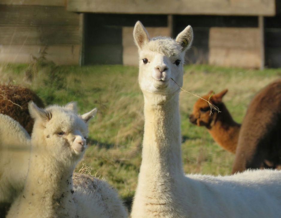 Overnatning i Alpacacamp