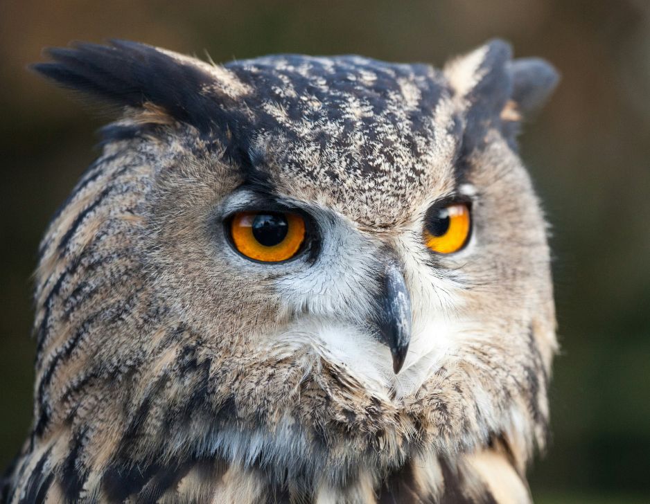 Falkonér for en dag med BirdNerd