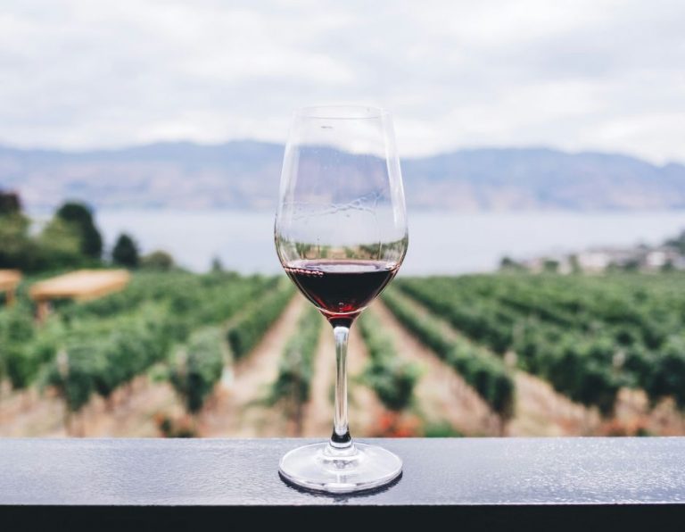 Rundvisning og vinsmagning hos Guldbæk Vingaard – Økologisk vin og tapas i Nordjylland