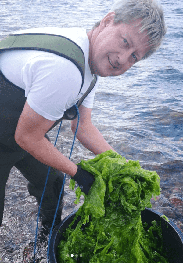 Dansk Tang høster havsalat