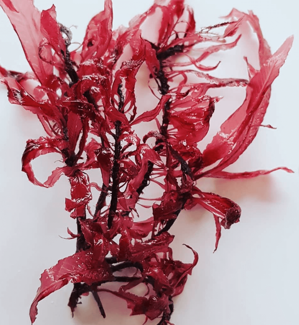Vinter blodrød ribbeblad
