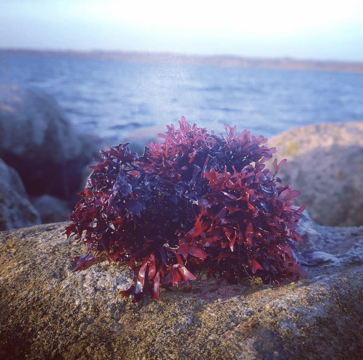 Blomkålstang eller Irish moss - hårdt bid og massere stivelse. 